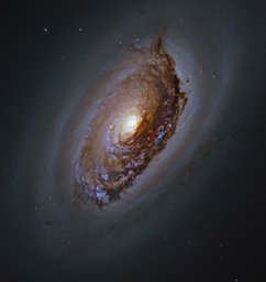 M64